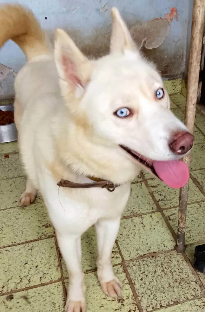 Cachorro ra a Husky Siberiano idade 3 anos nome Alaska