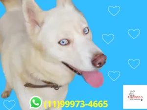 Cachorro raça Husky Siberiano idade 3 anos nome Alaska