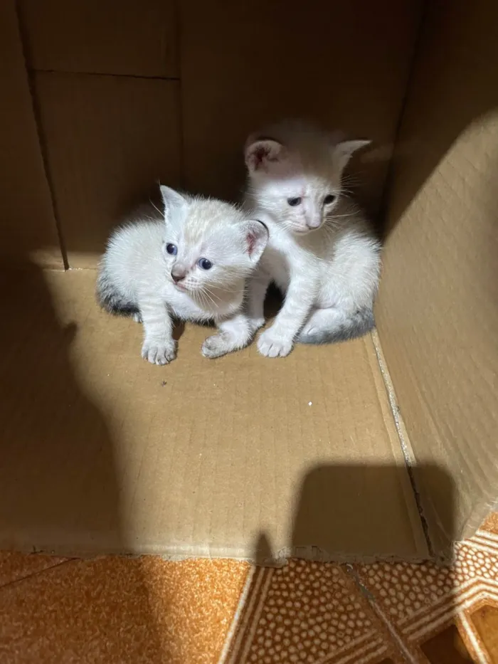 Gato ra a Siamês idade Abaixo de 2 meses nome Gatinhas 