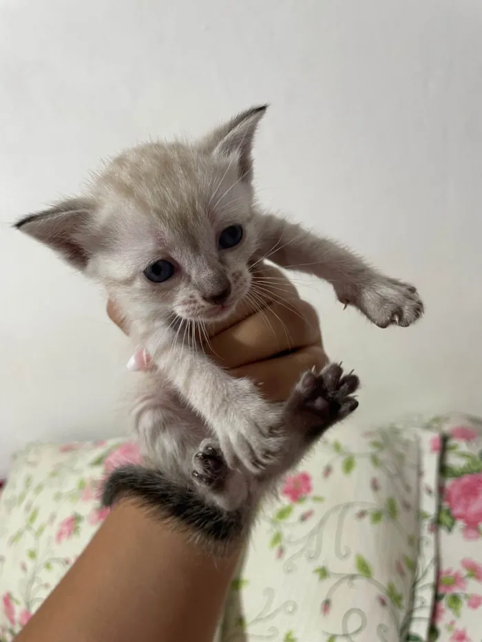 Gato ra a Siamês idade Abaixo de 2 meses nome Gatinhas 