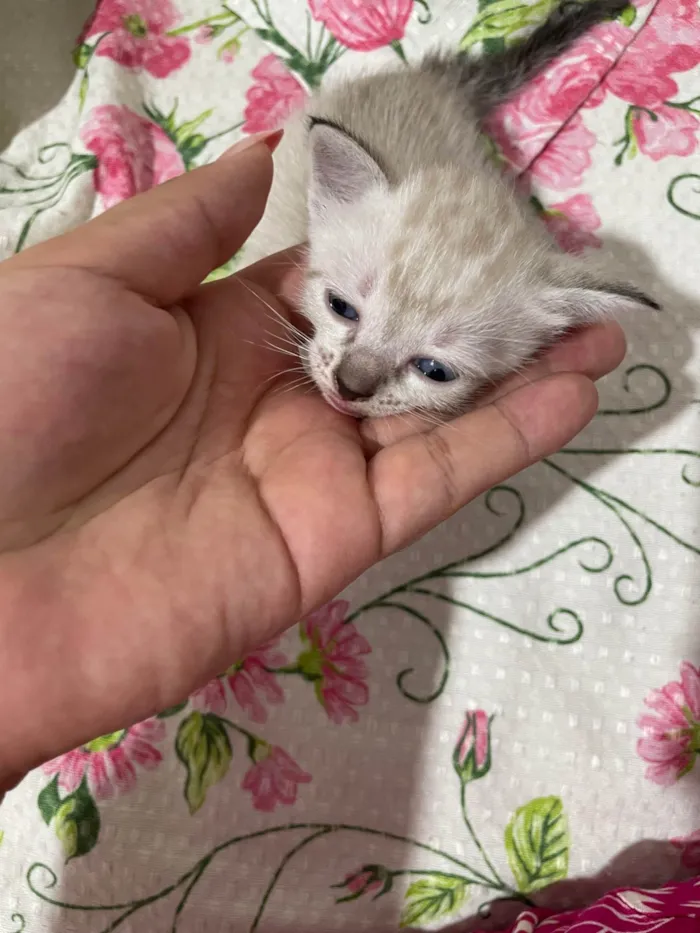 Gato ra a Siamês idade Abaixo de 2 meses nome Gatinhas 