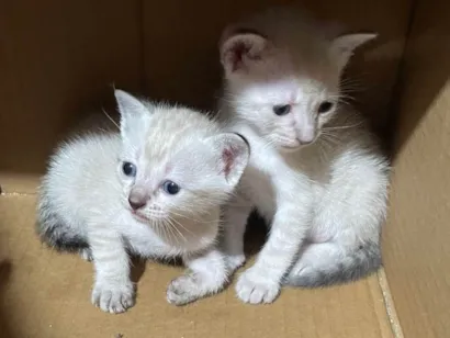 Gato raça Siamês idade Abaixo de 2 meses nome Gatinhas 