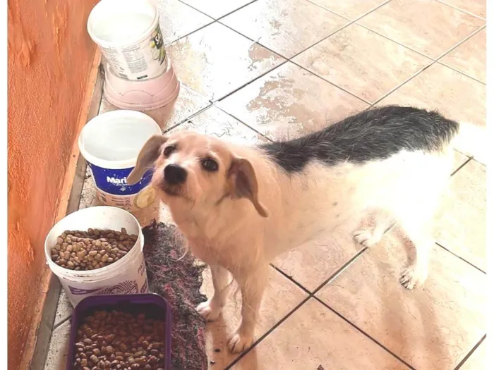 Cachorro ra a SRD-ViraLata idade 6 ou mais anos nome Luma