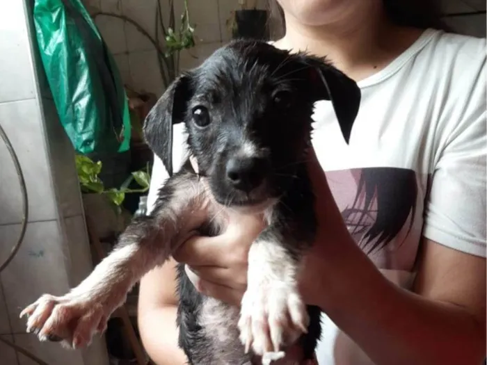 Cachorro ra a SRD-ViraLata idade 2 a 6 meses nome Adoção 3