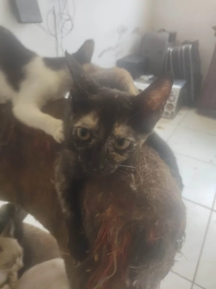 Gato ra a Exótico idade 2 a 6 meses nome Aínda não possui