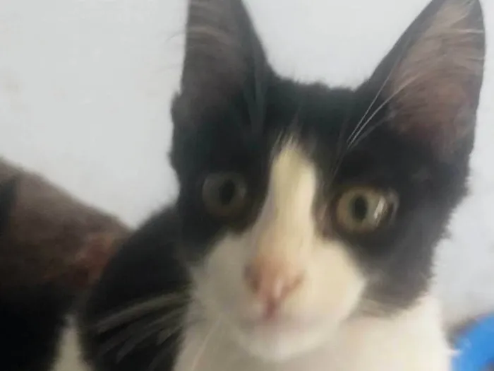 Gato ra a Exótico idade 2 a 6 meses nome Aínda não possui