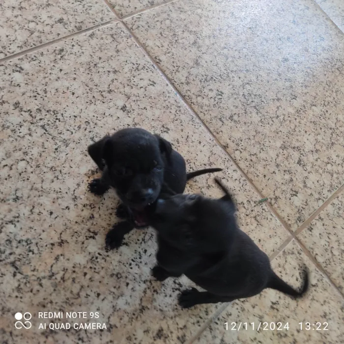 Cachorro ra a SRD-ViraLata idade Abaixo de 2 meses nome Sem nome