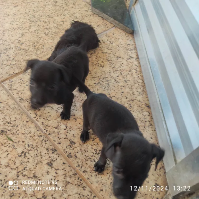 Cachorro ra a SRD-ViraLata idade Abaixo de 2 meses nome Sem nome