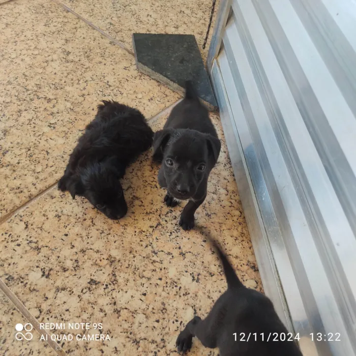 Cachorro ra a SRD-ViraLata idade Abaixo de 2 meses nome Sem nome