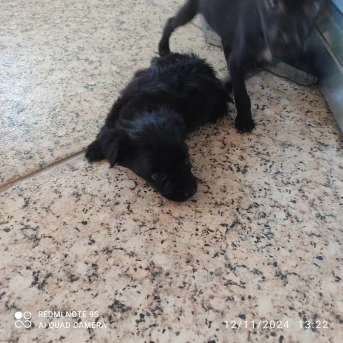 Cachorro ra a SRD-ViraLata idade Abaixo de 2 meses nome Sem nome