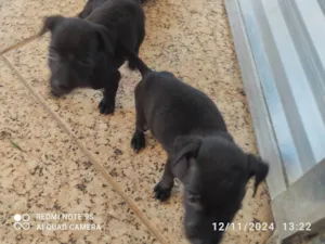 Cachorro raça SRD-ViraLata idade Abaixo de 2 meses nome Sem nome