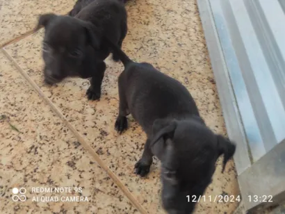 Cachorro raça SRD-ViraLata idade Abaixo de 2 meses nome Sem nome