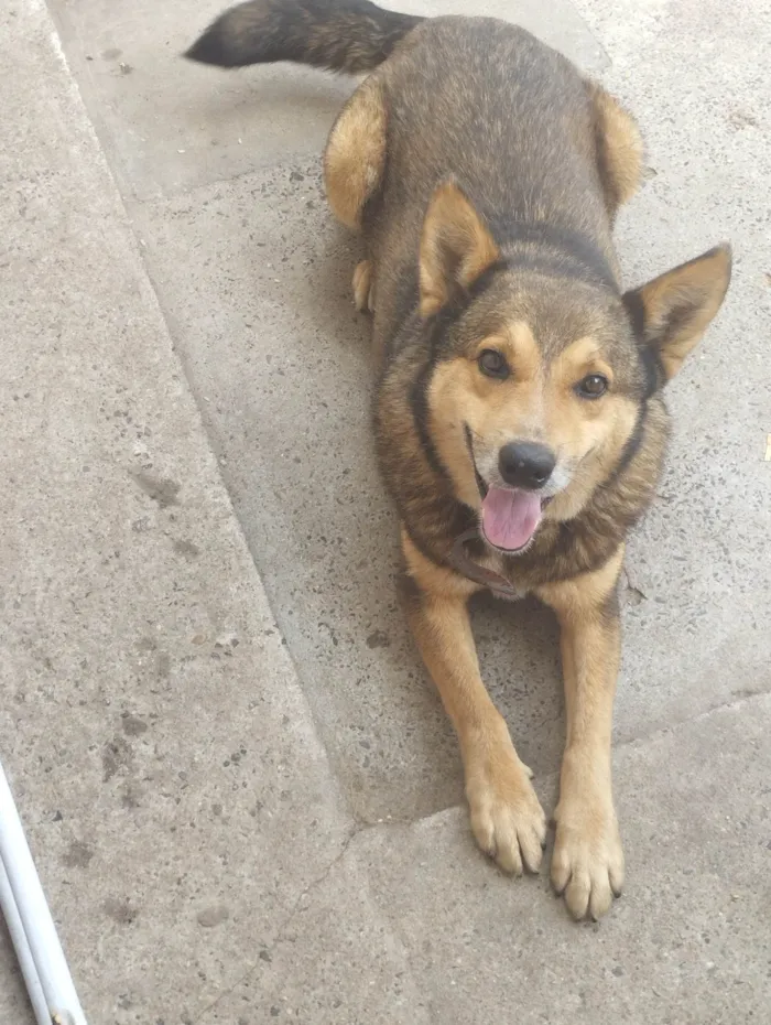 Cachorro ra a SRD-ViraLata idade 6 ou mais anos nome Thor