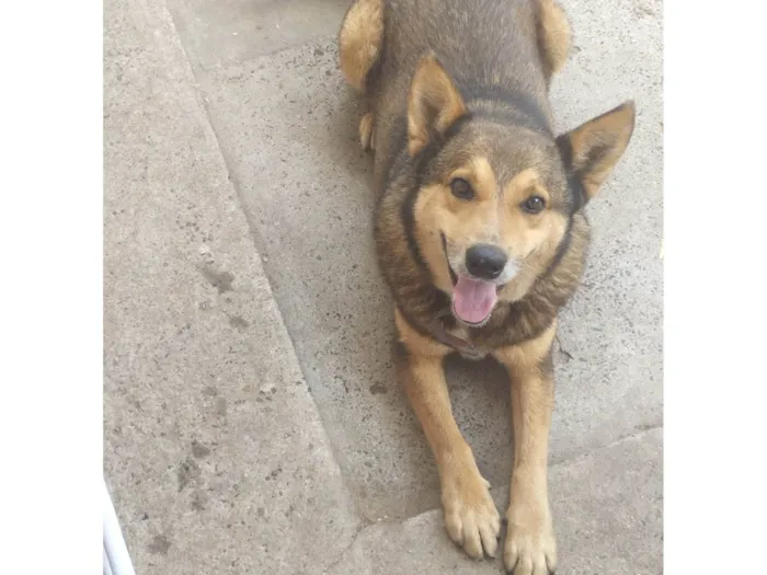 Cachorro ra a SRD-ViraLata idade 6 ou mais anos nome Thor