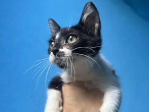 Gato raça SRD-ViraLata idade Abaixo de 2 meses nome pretinha