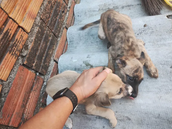 Cachorro ra a SRD-ViraLata idade 2 a 6 meses nome Margarida, Donald e pluto