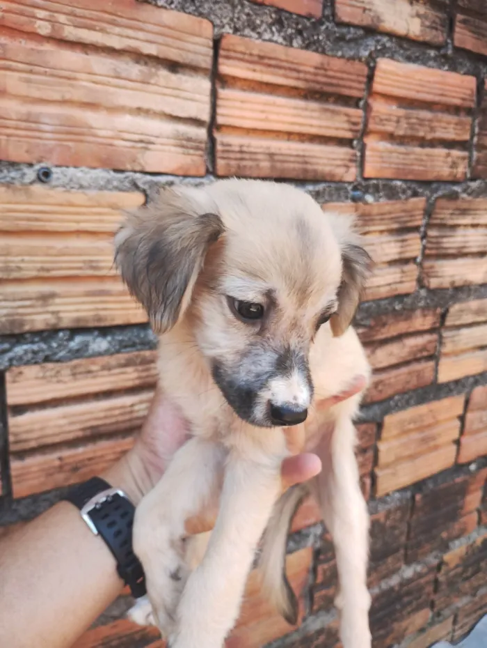 Cachorro ra a SRD-ViraLata idade 2 a 6 meses nome Margarida, Donald e pluto