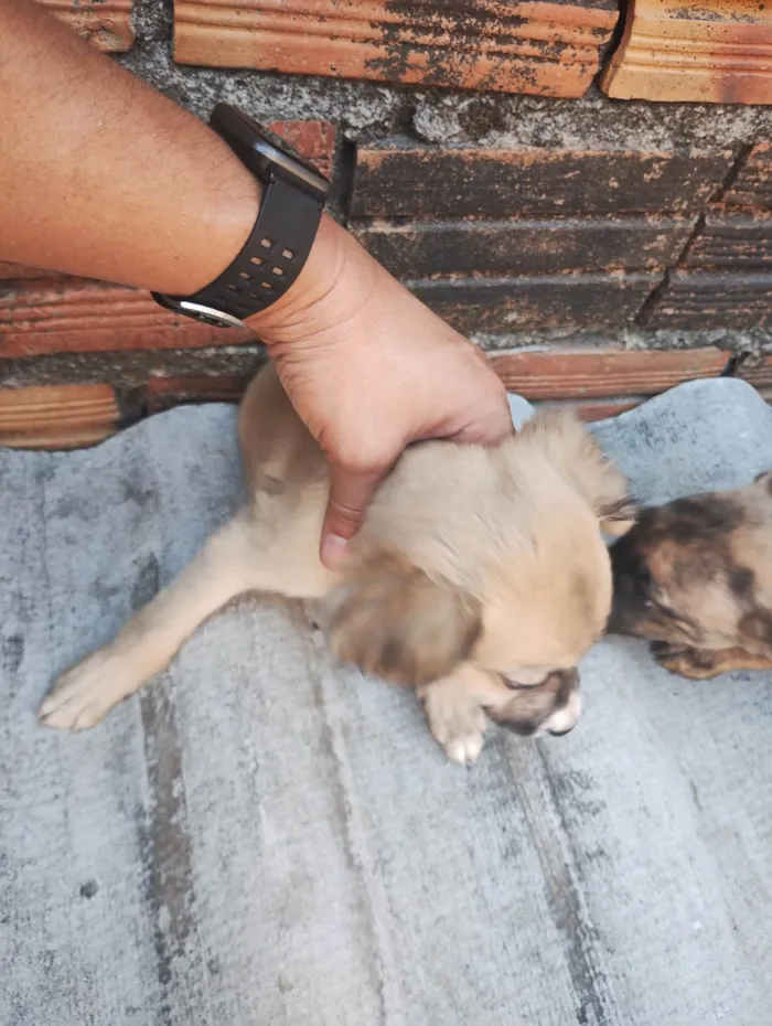 Cachorro ra a SRD-ViraLata idade 2 a 6 meses nome Margarida, Donald e pluto