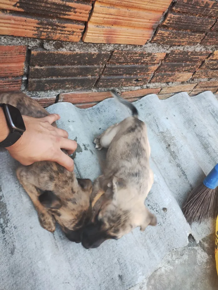 Cachorro ra a SRD-ViraLata idade 2 a 6 meses nome Margarida, Donald e pluto