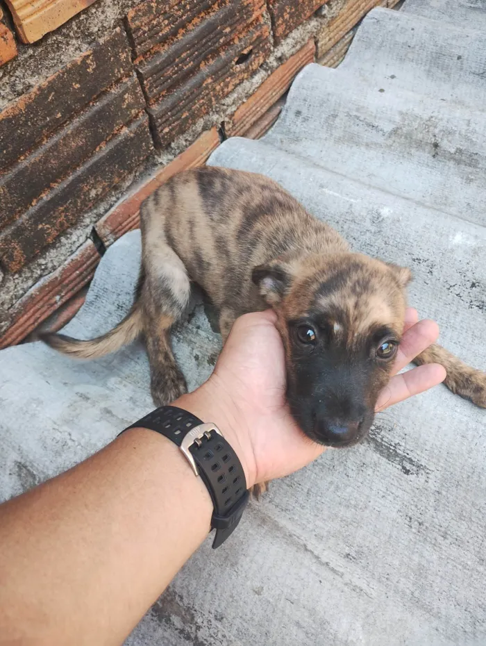 Cachorro ra a SRD-ViraLata idade 2 a 6 meses nome Margarida, Donald e pluto