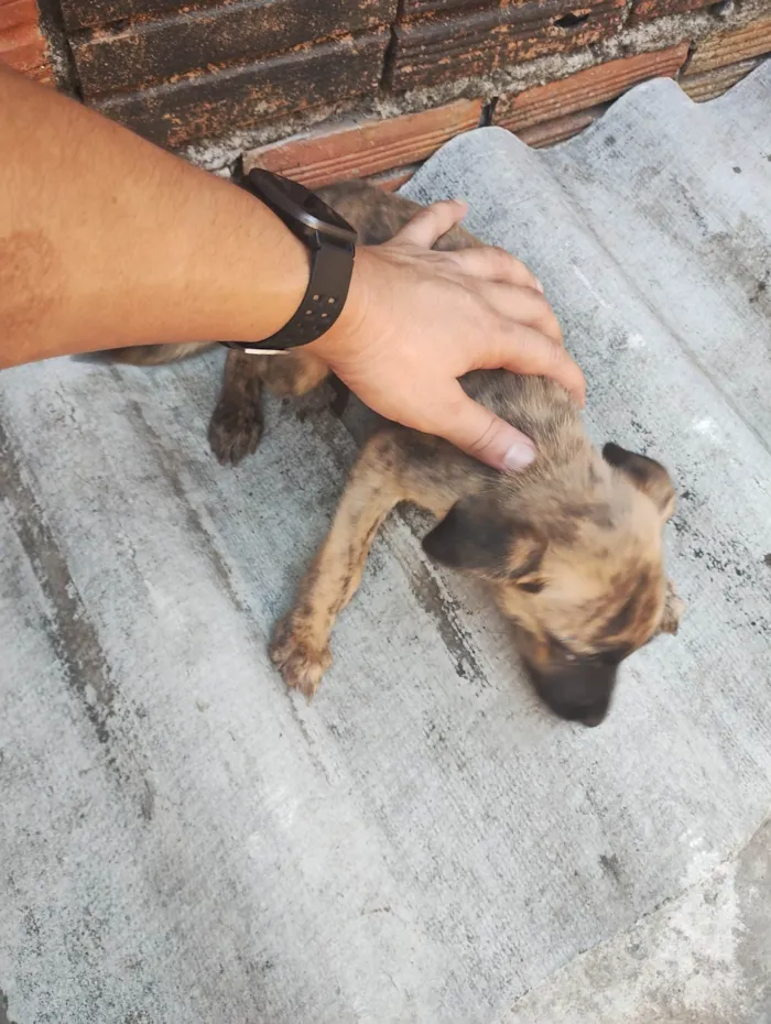 Cachorro ra a SRD-ViraLata idade 2 a 6 meses nome Margarida, Donald e pluto