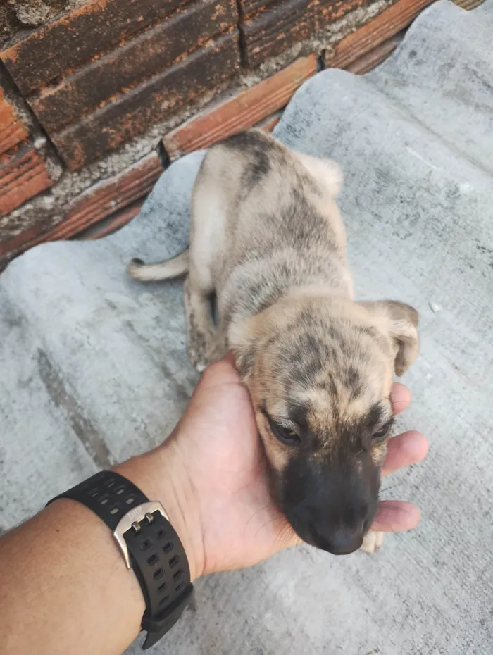 Cachorro ra a SRD-ViraLata idade 2 a 6 meses nome Margarida, Donald e pluto