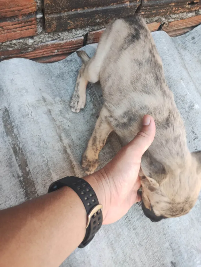 Cachorro ra a SRD-ViraLata idade 2 a 6 meses nome Margarida, Donald e pluto