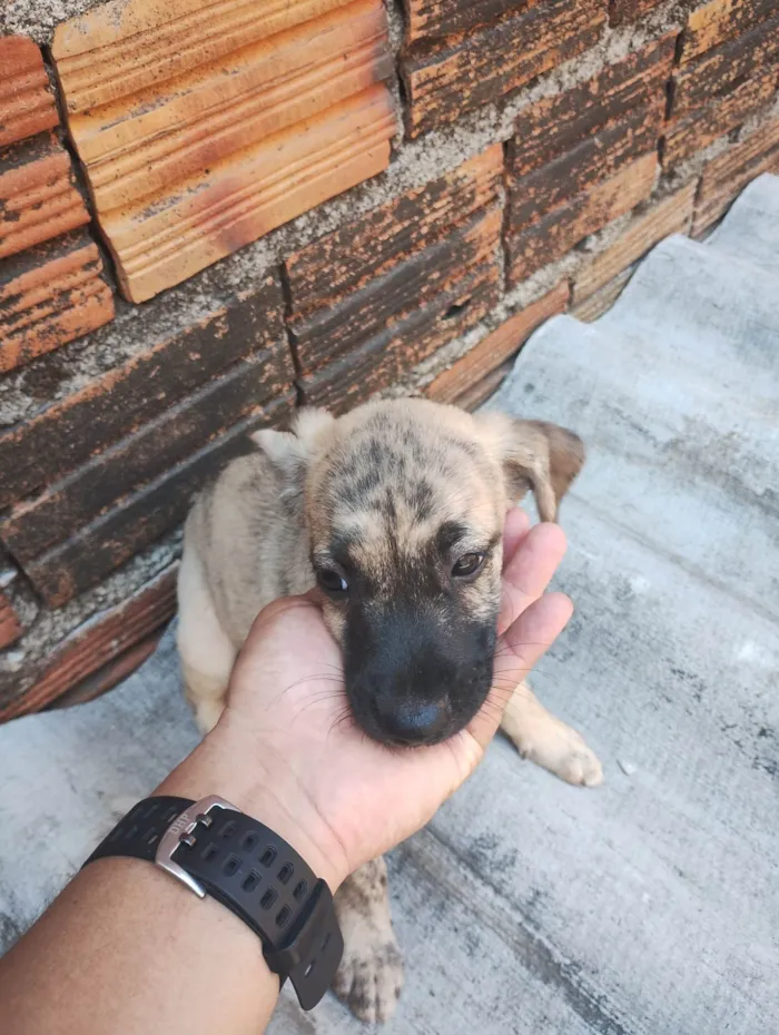 Cachorro ra a SRD-ViraLata idade 2 a 6 meses nome Margarida, Donald e pluto