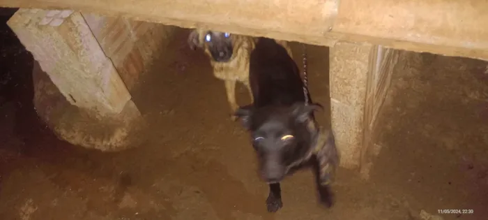 Cachorro ra a SRD-ViraLata idade 7 a 11 meses nome Sem nome 