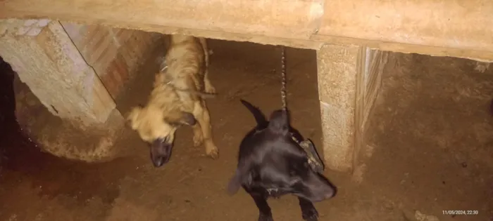 Cachorro ra a SRD-ViraLata idade 7 a 11 meses nome Sem nome 