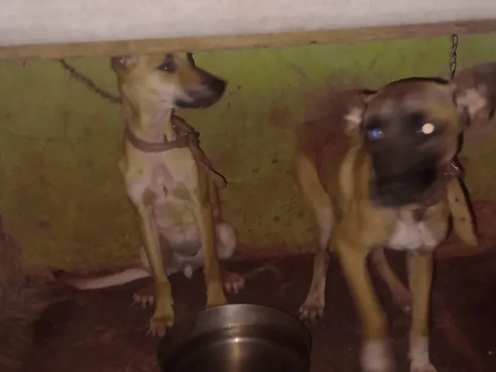 Cachorro ra a SRD-ViraLata idade 7 a 11 meses nome Sem nome 