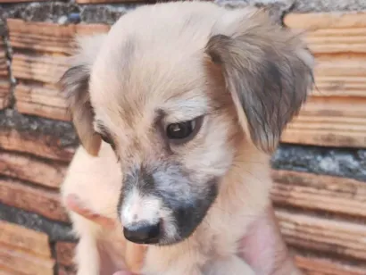 Cachorro raça SRD-ViraLata idade 2 a 6 meses nome Margarida, Donald e pluto