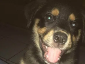 Cachorro raça Rottweiler idade 2 a 6 meses nome Madruga 