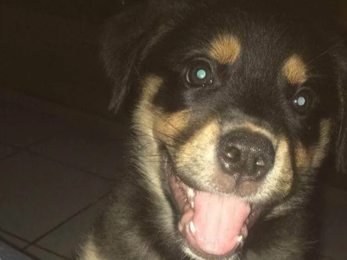 Cachorro ra a Rottweiler idade 2 a 6 meses nome Madruga 