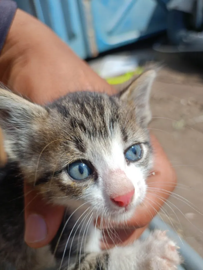 Gato ra a Exótico idade Abaixo de 2 meses nome Rajah