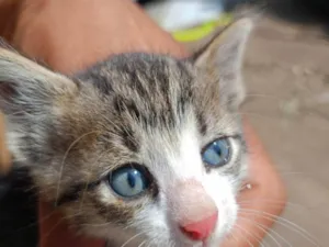 Gato raça Exótico idade Abaixo de 2 meses nome Rajah