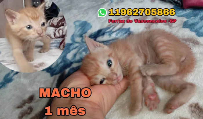 Gato ra a SRD-ViraLata idade Abaixo de 2 meses nome Marino