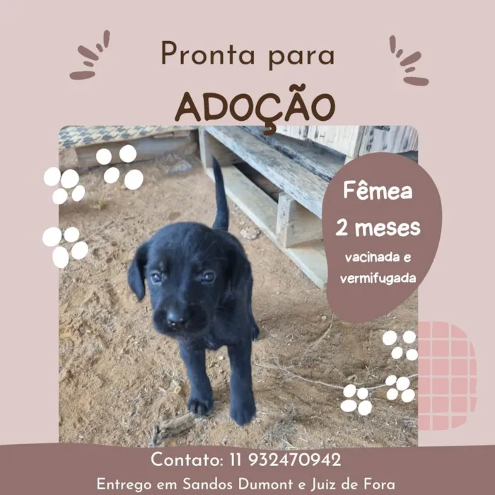 Cachorro ra a SRD-ViraLata idade 2 a 6 meses nome Femea com 2 meses