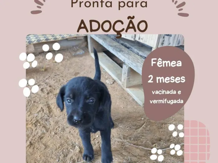 Cachorro ra a SRD-ViraLata idade 2 a 6 meses nome Femea com 2 meses