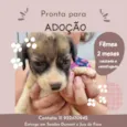 Cachorrinha branca com 2 meses