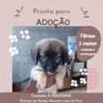 Cachorrinha Docil de 2 meses Vacinada e vermifugada