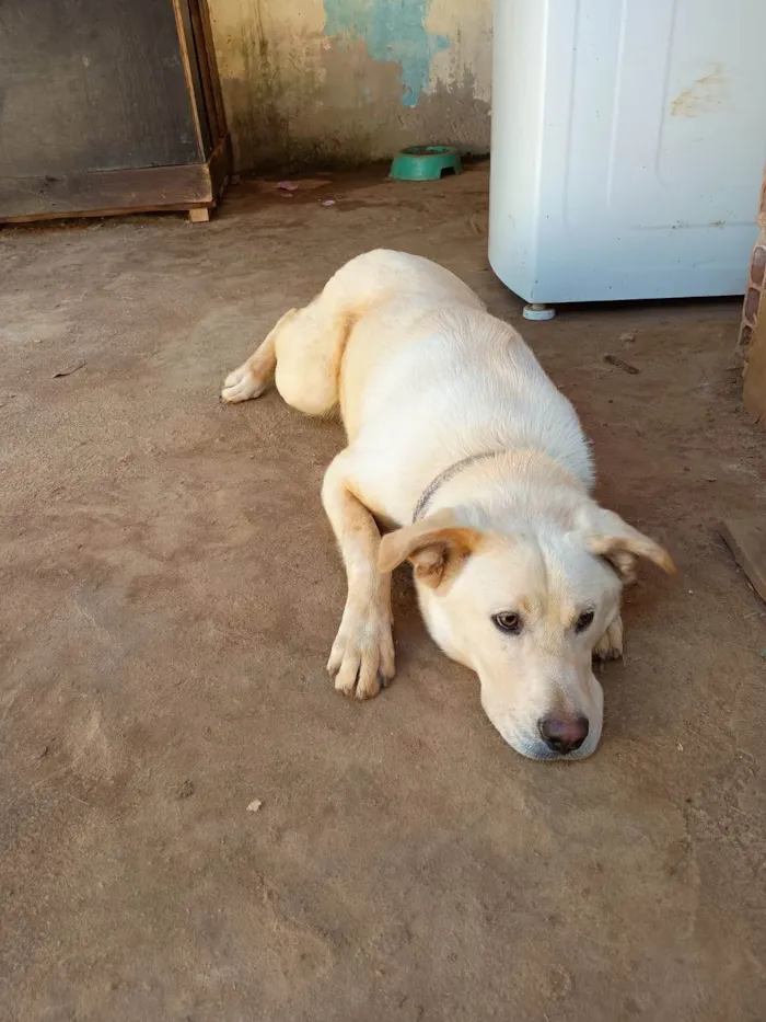 Cachorro ra a SRD-ViraLata idade 1 ano nome Taylor