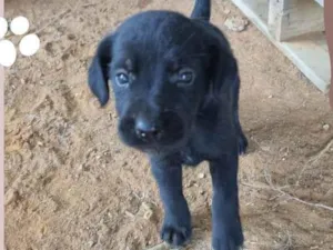 Cachorro raça SRD-ViraLata idade 2 a 6 meses nome Femea com 2 meses