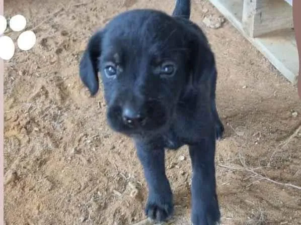 Cachorro ra a SRD-ViraLata idade 2 a 6 meses nome Femea com 2 meses