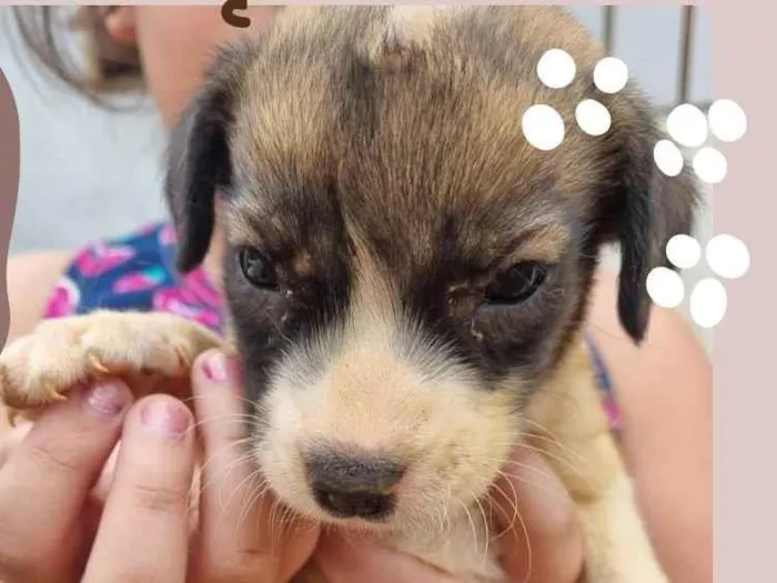 Cachorro ra a SRD-ViraLata idade 2 a 6 meses nome Cachorrinha branca com 2 meses