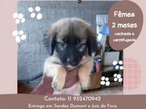 Cachorro raça SRD-ViraLata idade 2 a 6 meses nome Cachorrinha Docil de 2 meses Vacinada e vermifugada