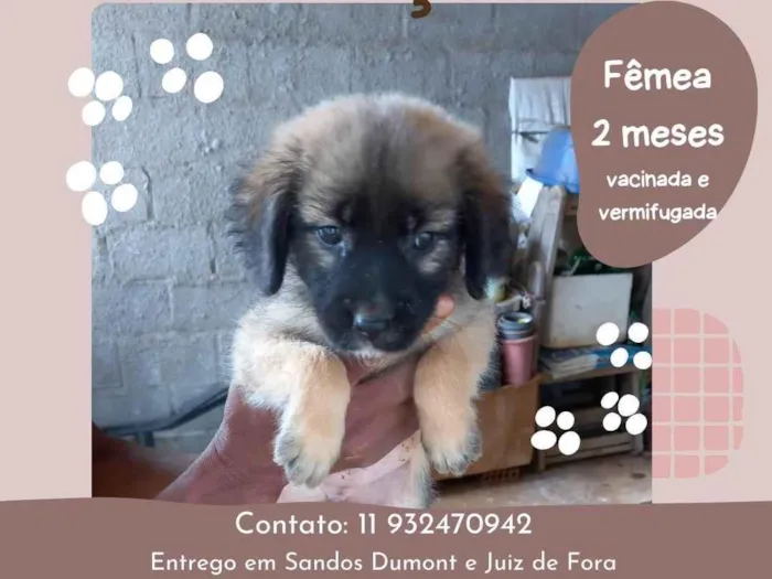 Cachorro ra a SRD-ViraLata idade 2 a 6 meses nome Cachorrinha Docil de 2 meses Vacinada e vermifugada