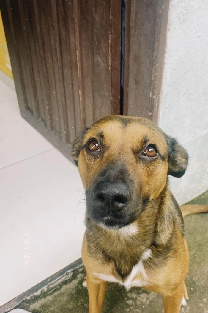 Cachorro ra a SRD-ViraLata idade 3 anos nome Jujuba