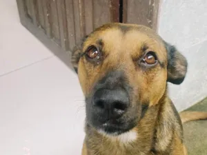 Cachorro raça SRD-ViraLata idade 3 anos nome Jujuba