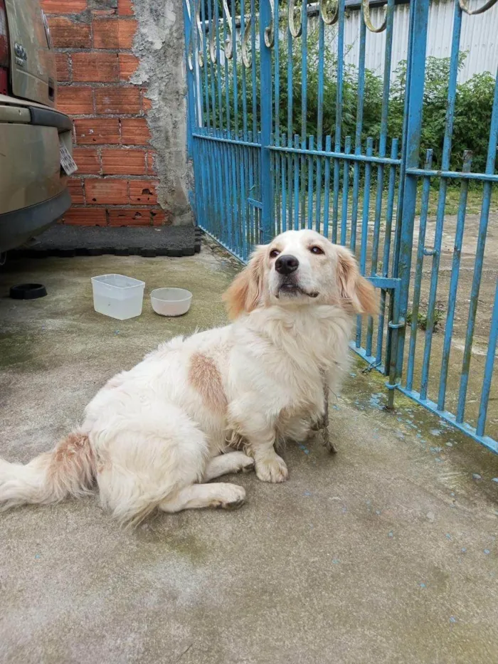 Cachorro ra a SRD-ViraLata idade 1 ano nome Billy